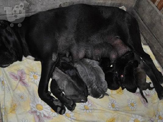 cane corso